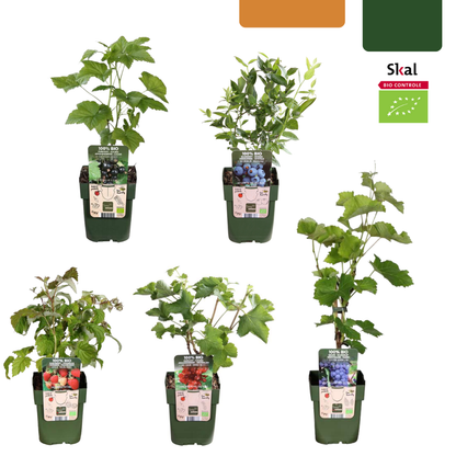 BIO Obstpflanzen-Set 5er Mix „Früchte-Oase“ – Pflanzfix24.de - Pflanzfix24.de