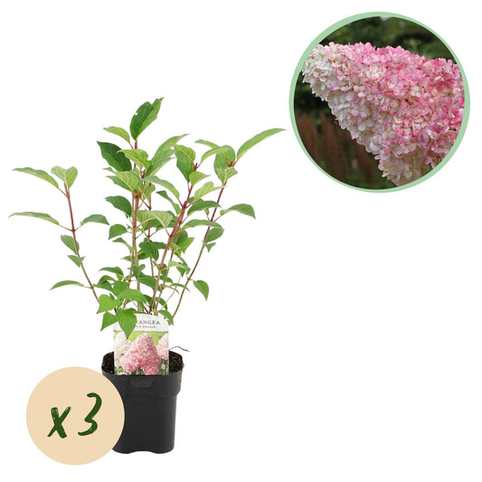 Pflanzfix24 - Hortensie - Hydrangea panniculata Vanille Fraise - 3er Set