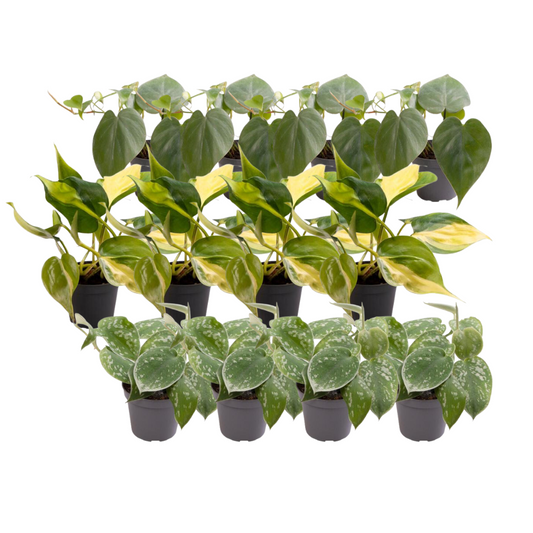 12x Philodendron Scandens Mix - Pflanzfix24