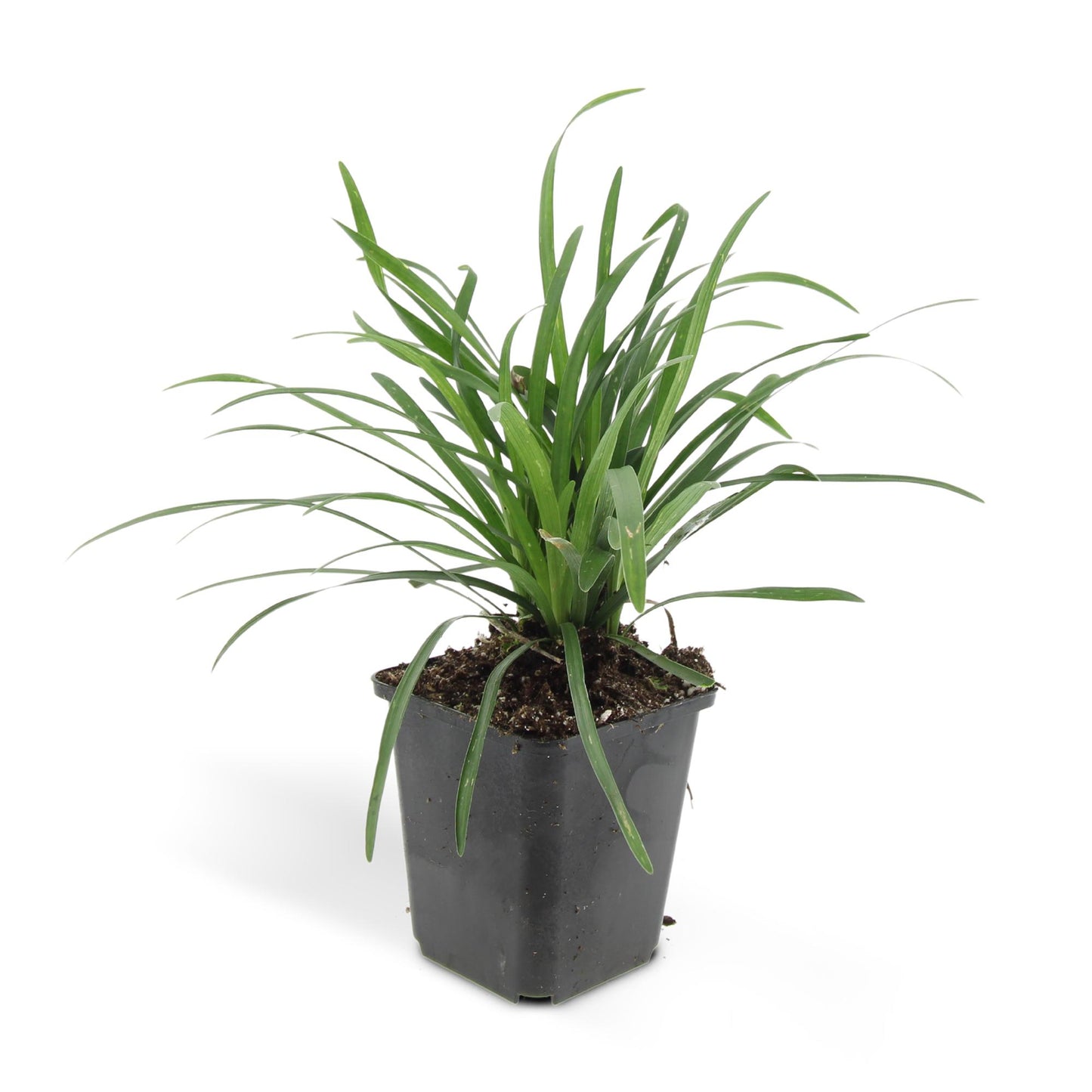 24x Liriope muscari 'Big Blue' - Pflanzfix24