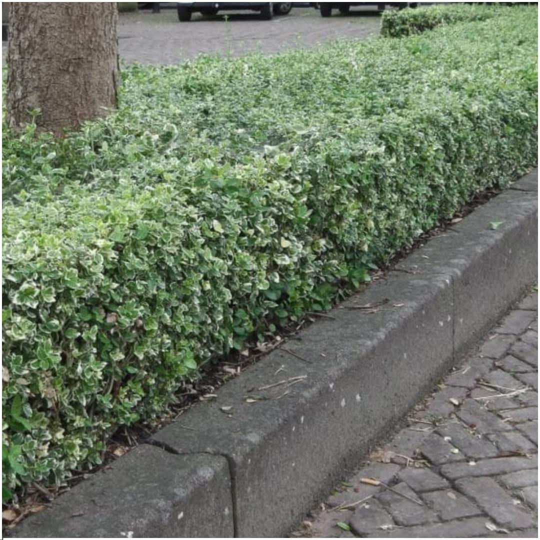 Pflanzfix24 - 1 Meter Bunte Spindelstrauch Hecke - 6 winterharte Heckenpflanzen