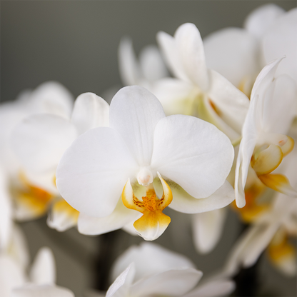Kolibri Orchids - Überraschungsbox Einfarbig - Pflanzfix24