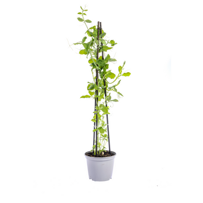 4er Mix Kletterpflanzen: Rhodochiton, Cobea, Lathyrus & Ipomoea - Pflanzfix24