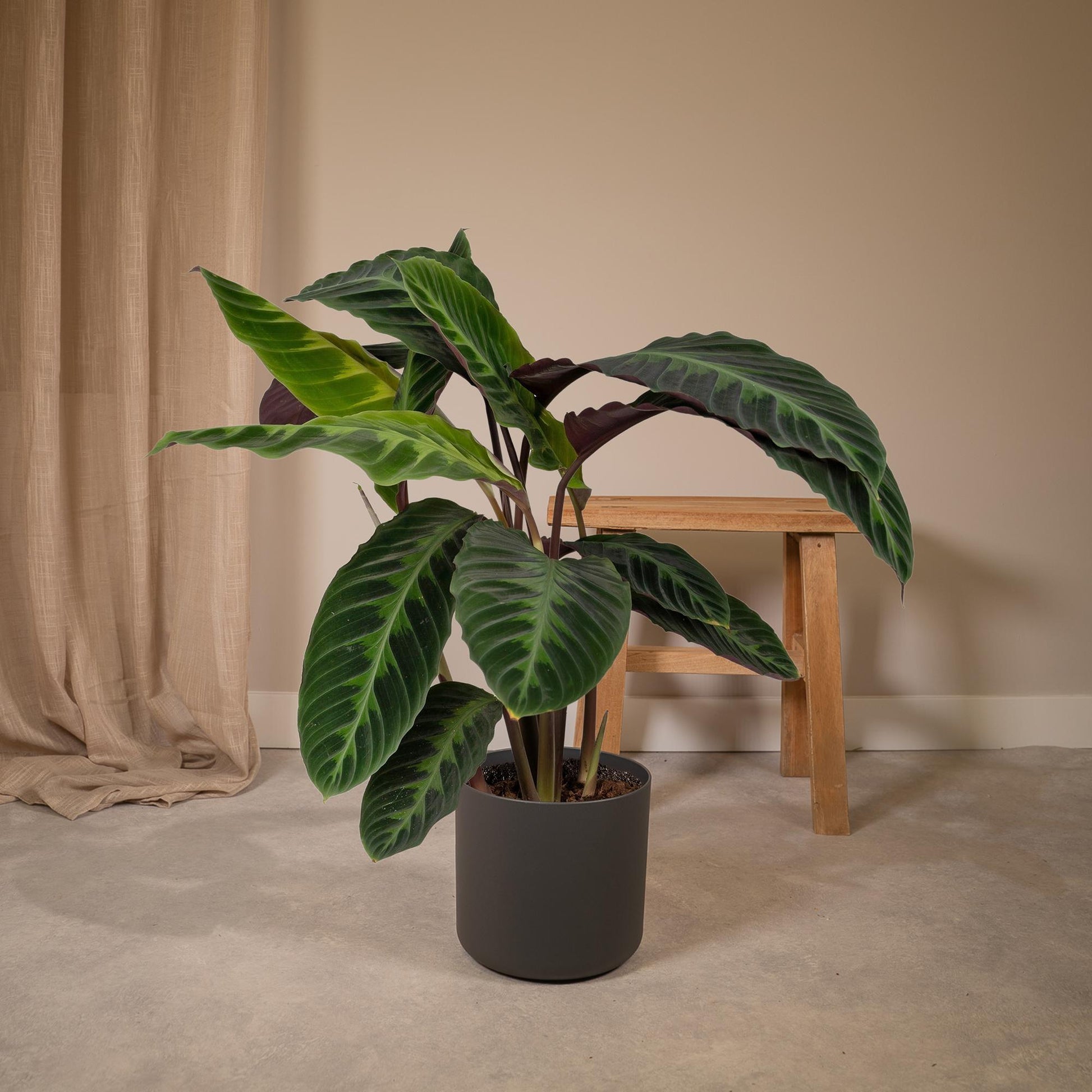 Calathea Warscewiczii - Pfauenpflanze - Ø19cm - ↕70cm - Pflanzfix24.de - Pflanzfix24.de