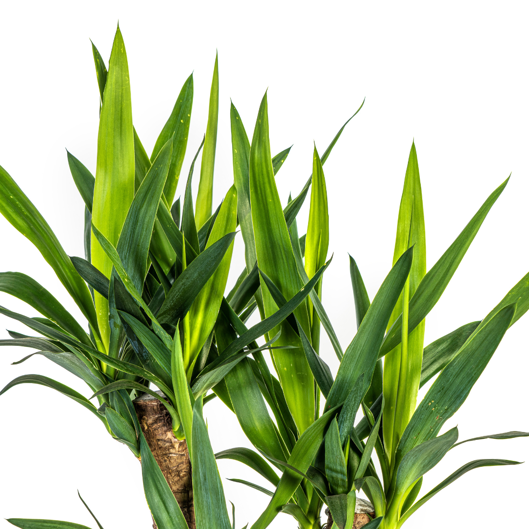 Yucca Elephantipes Zimmerpflanze Ø21cm – 60-70cm | Pflanzfix24.de - Pflanzfix24.de