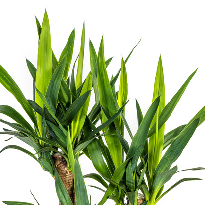 Yucca Elephantipes Zimmerpflanze Ø21cm – 60-70cm | Pflanzfix24.de - Pflanzfix24.de