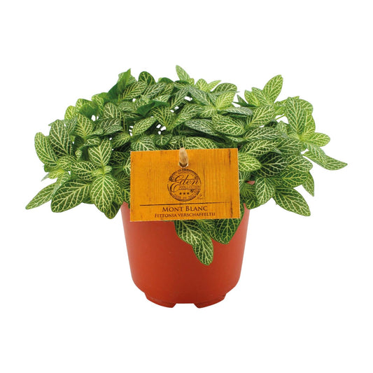 Fittonia 'Forest Flame' - Ø10,5cm - ↕15cm - Pflanzfix24