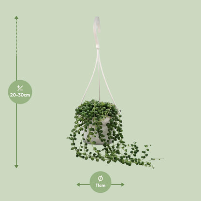 Senecio Rowleyanus - Ø11cm - ↕25cm - Pflanzfix24