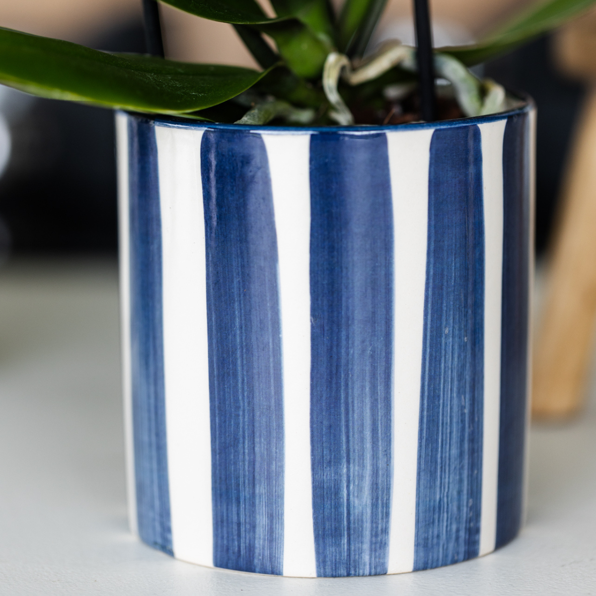 Kolibri Orchids Set | Orchidee Lima & Sukkulenten - Pflanzfix24