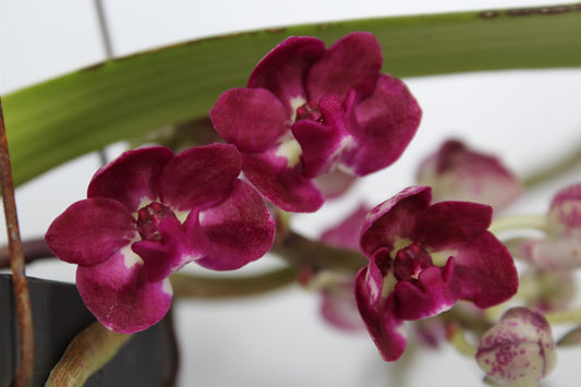 Rynchostylis - Ø15cm - ↕15cm - Pflanzfix24