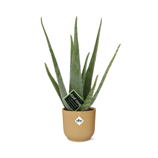 Aloe Vera 12cm in ELHO Vibes Fold 14cm geel - Pflanzfix24