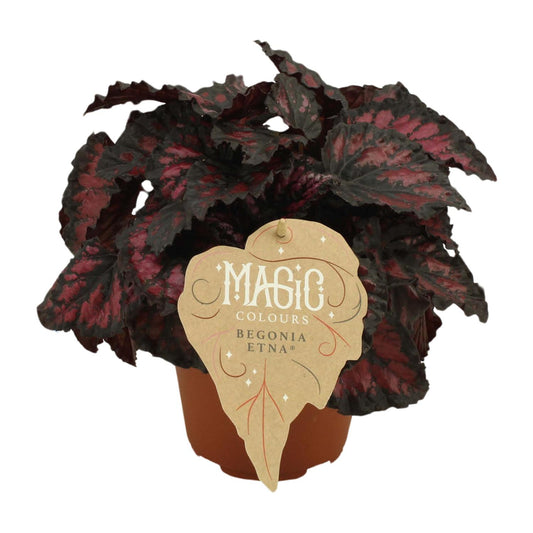 Begonia Rex Etna - Ø12 ↕25 - Pflanzfix24