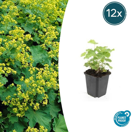 12x Alchemilla mollis – Frauenmantel – Pflegeleicht – Pflanzfix24.de
