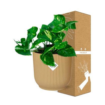 Epipremnum Pinnatum 'Aureum' in ELHO Vibes Fold 14cm gelb - pflanzfix24