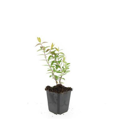 24x Hypericum 'Hidcote' - Pflanzfix24