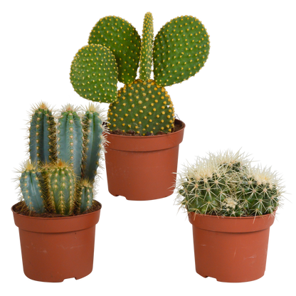 Kakteenmischung 10,5 cm - 3x - 12cm zonder pot - Pflanzfix24.de - Pflanzfix24.de