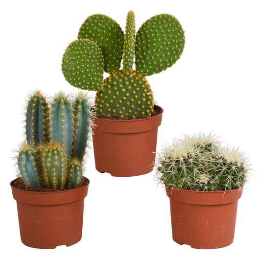 Kakteenmischung 10,5 cm - 3x - 12cm zonder pot - Pflanzfix24.de - Pflanzfix24.de
