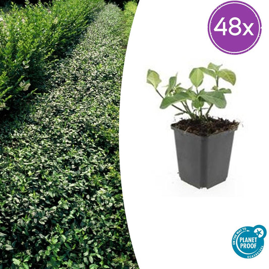 48x Euonymus fort. 'Dart's Blanket' - Pflanzfix24