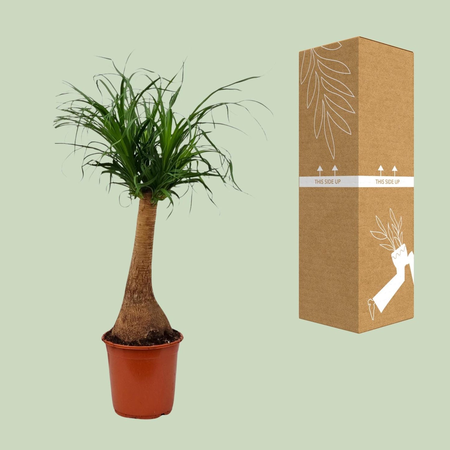 Beaucarnea Recurvata - Ø21cm - ↕65cm bei Pflanzfix24