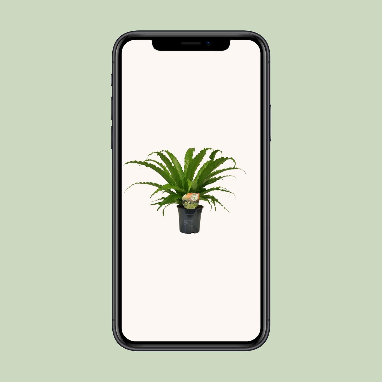 Asplenium Osaka - Ø17cm - ↕40cm von Pflanzfix24.de - Pflanzfix24.de