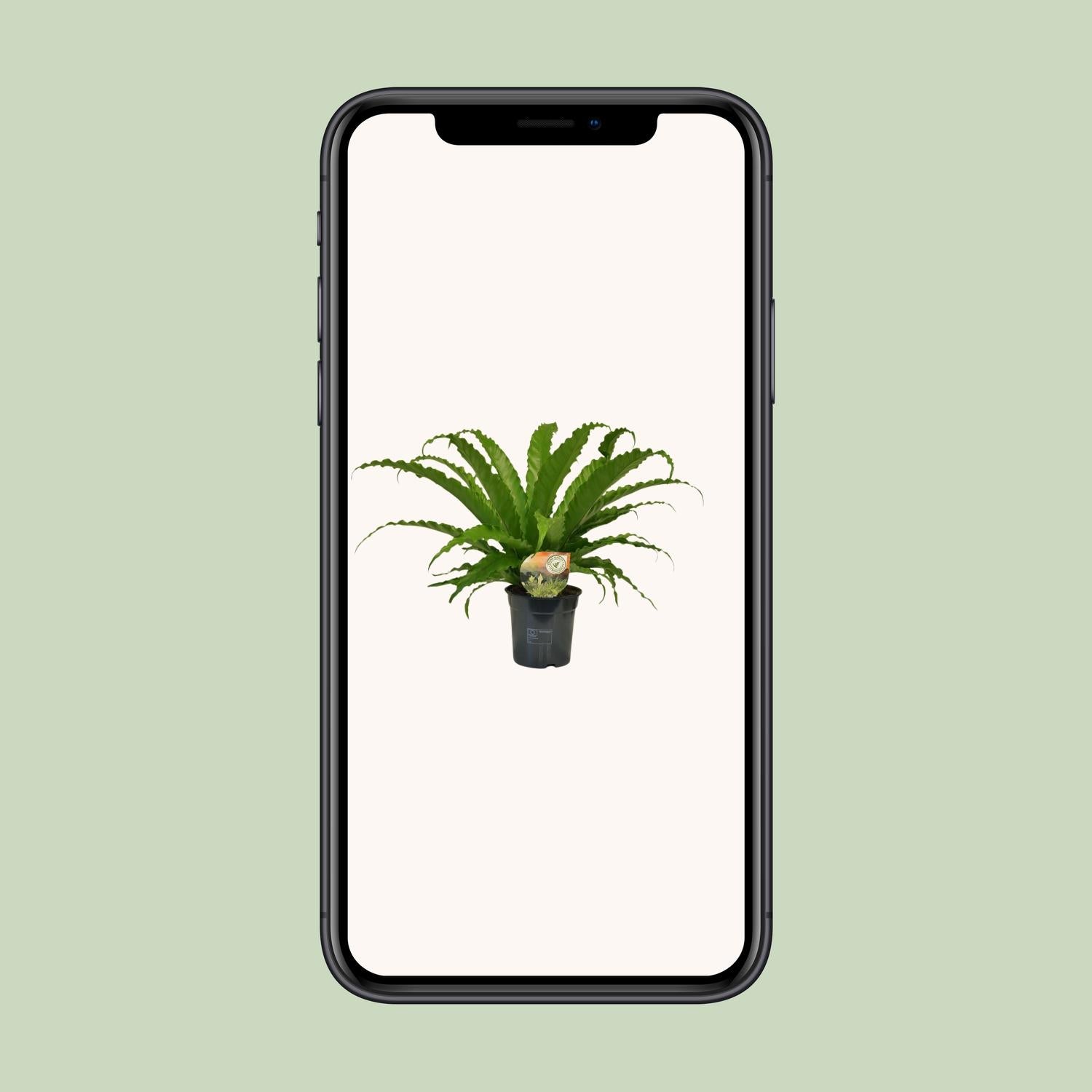 Asplenium Osaka - Ø17cm - ↕40cm von Pflanzfix24.de - Pflanzfix24.de