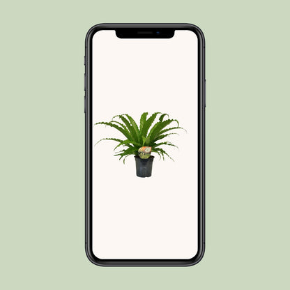 Asplenium Osaka - Ø17cm - ↕40cm von Pflanzfix24.de - Pflanzfix24.de