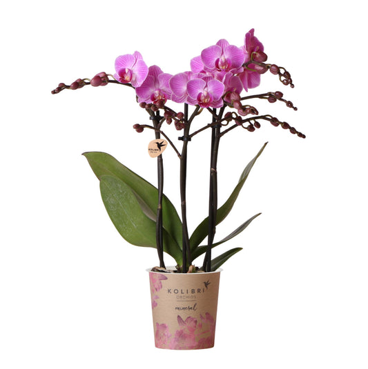Lila-Violette Phalaenopsis Orchidee Mineral Wien Ø9cm – Pflanzfix24.de - Pflanzfix24.de