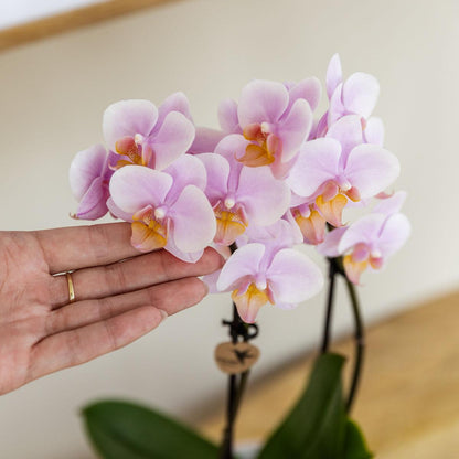 2er Set Phalaenopsis Andorra Rosa Ø9cm – Combi Deal | Pflanzfix24.de - Pflanzfix24.de