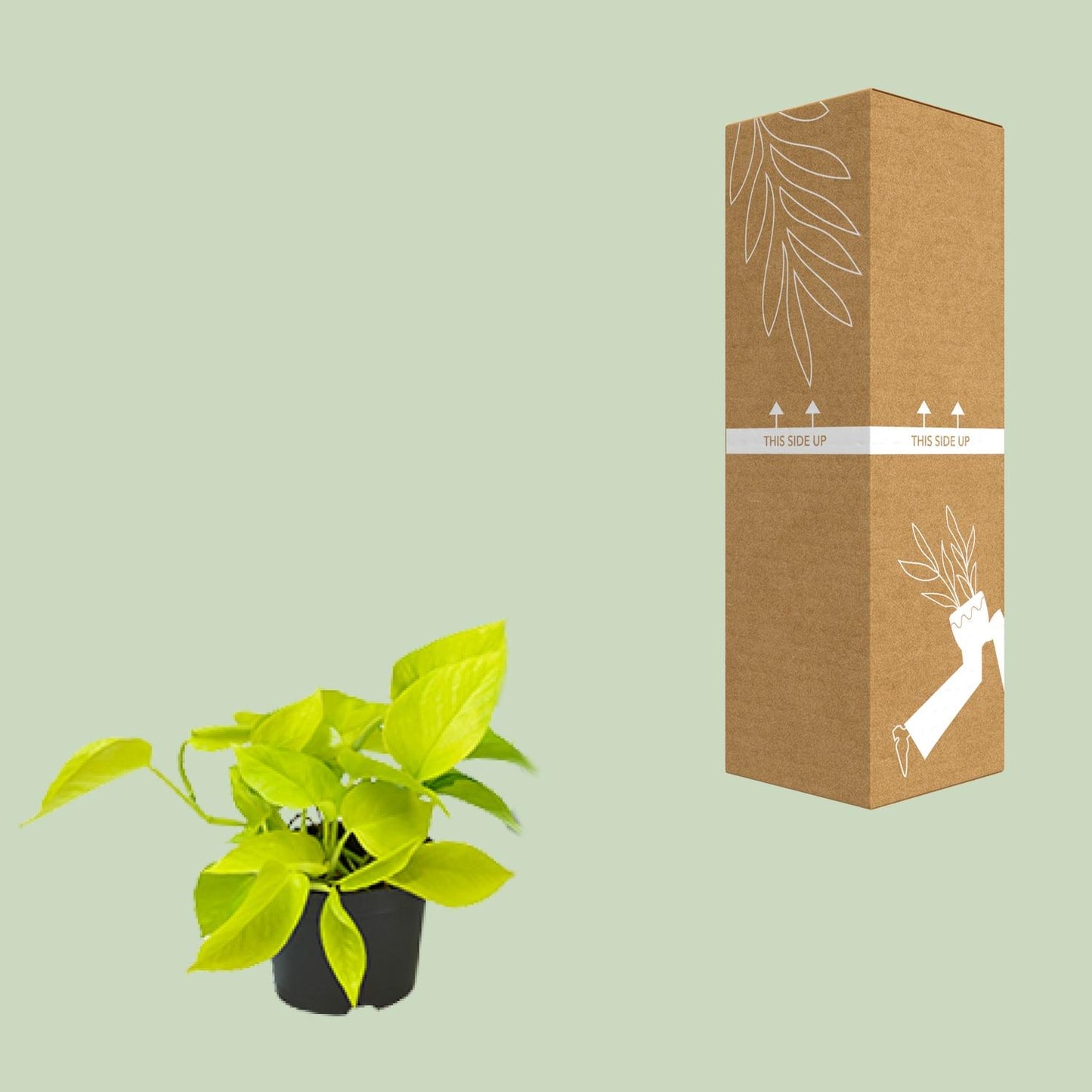 Epipremnum Golden Pothos - Scindapsus - PROMO - Ø12 - ↕15cm - Pflanzfix24.de - Pflanzfix24.de