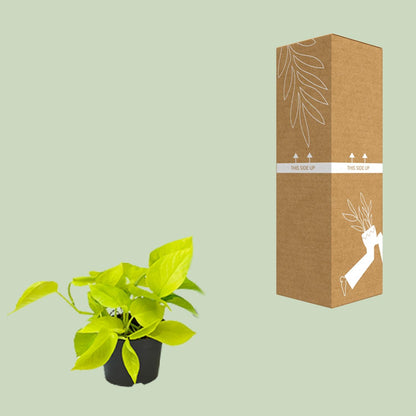 Epipremnum Golden Pothos - Scindapsus - PROMO - Ø12 - ↕15cm - Pflanzfix24.de - Pflanzfix24.de