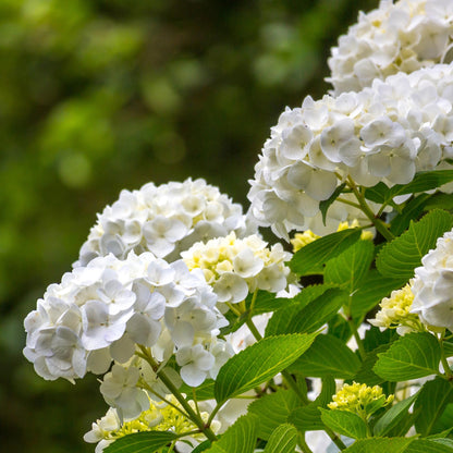 pflanzfix24 - Hortensie Hydrangea macrophylla Weiß - 3 Pflanzen - 1 m2