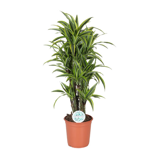 Dracaena Deremensis Lemon Lime - Ø24cm - ↕120cm - Pflanzfix24