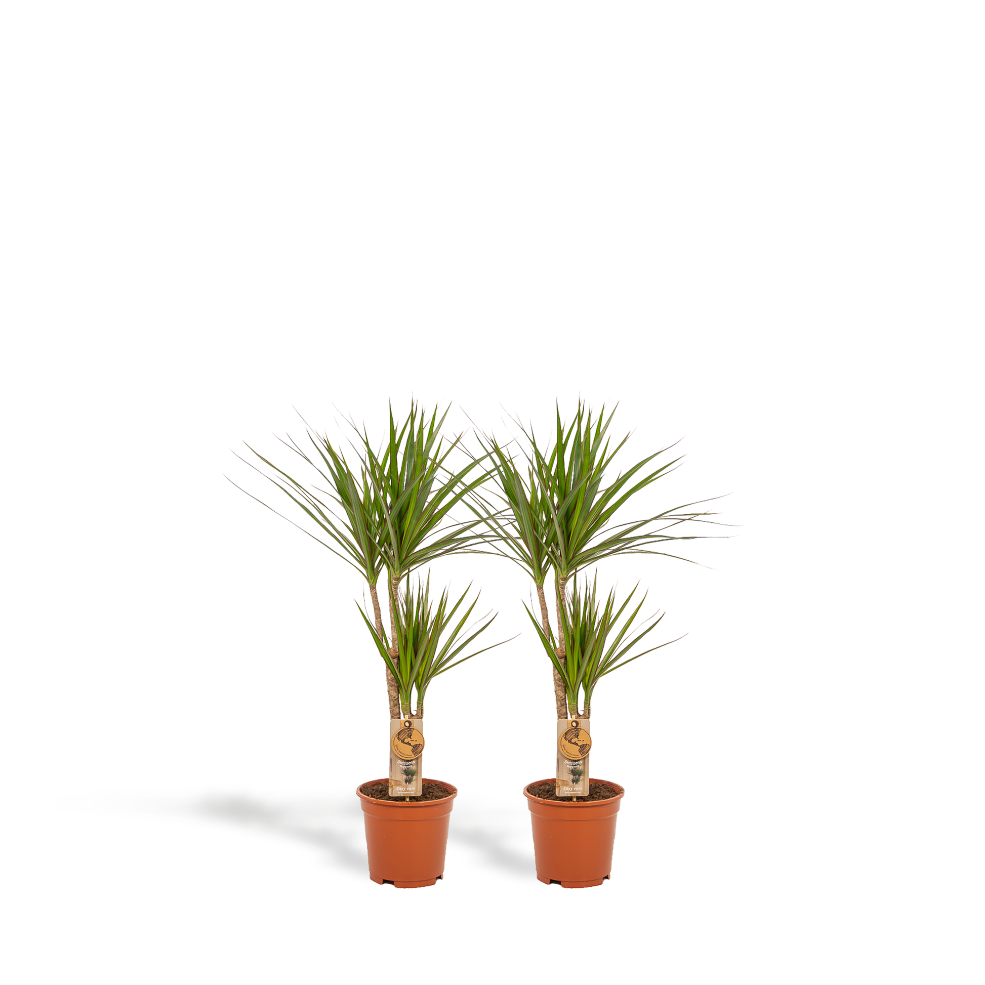 2x Dracaena - ↨90cm - Ø17cm - Pflanzfix24.de - Pflanzfix24.de