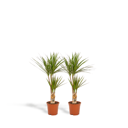 2x Dracaena - ↨90cm - Ø17cm - Pflanzfix24.de - Pflanzfix24.de