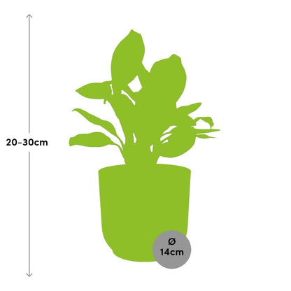 Aglaonema Christina in ELHO Vibes Fold 14cm roze - Pflanzfix24