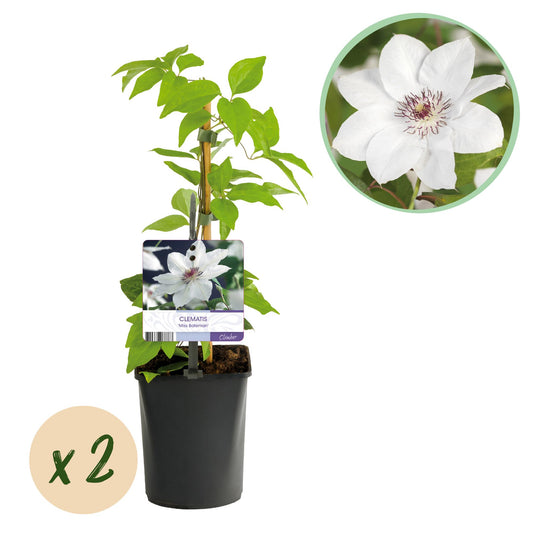 Pflanzfix24.de - Clematis Miss Bateman - 2 Pflanzen - Topf 11cm - Pflanzfix24.de
