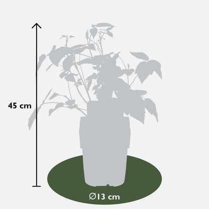 4x - Rubus 'Autumn' - ↨45cm - Ø13 - Pflanzfix24