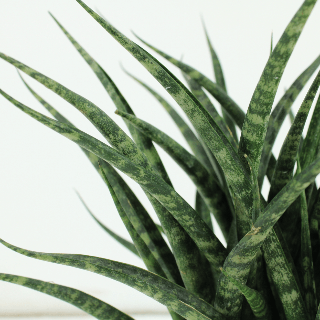 Sansevieria Fernwood Punk (Frauenzunge) - 2 Stücke - Ø12cm - ↕30cm - Pflanzfix24