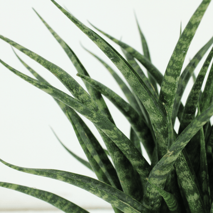 Sansevieria Fernwood Punk (Frauenzunge) - 2 Stücke - Ø12cm - ↕30cm - Pflanzfix24
