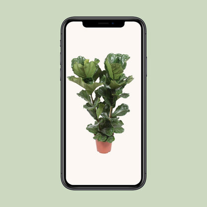 Ficus Lyrata - Ø27cm - ↕100cm bei Pflanzfix24