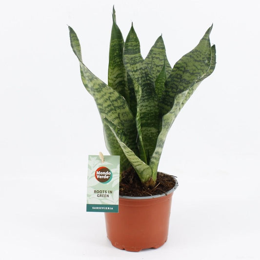 Sansevieria Black Coral 12cm – robust & elegant | Pflanzfix24