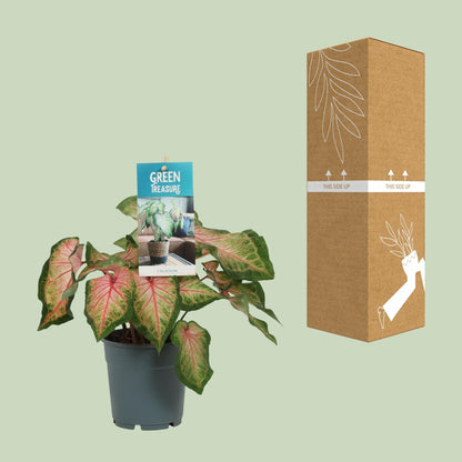 Caladium Roze - Ø12cm - Pflanzfix24