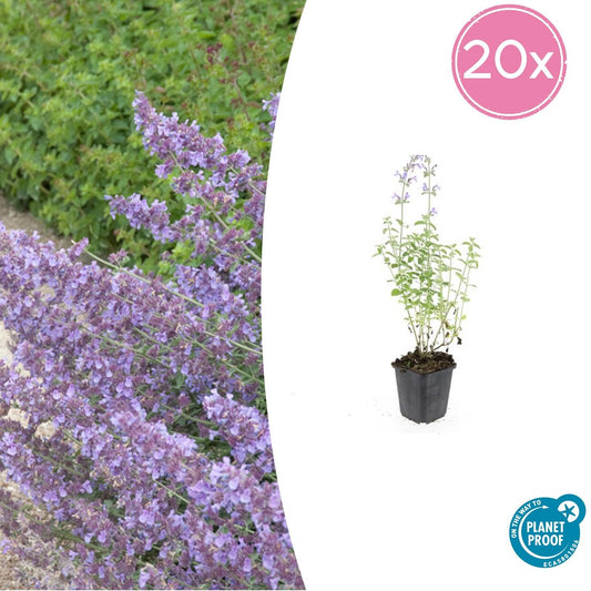 20x Nepeta 'Walker's Low' - Pflanzfix24.de - Pflanzfix24.de