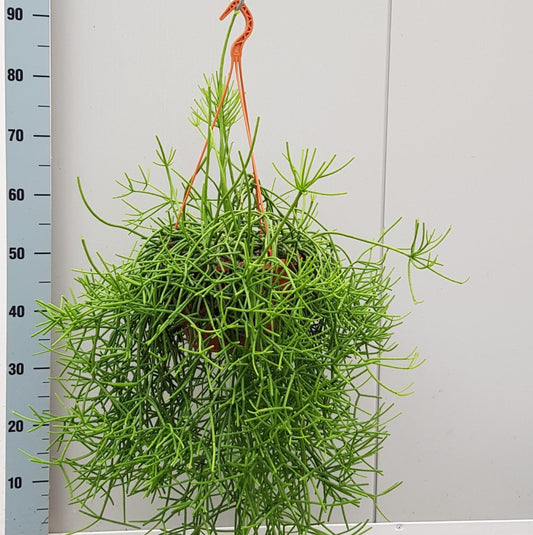 Rhipsalis Heteroclada - Ø20cm - ↕50cm - Pflanzfix24