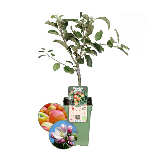 Bio-Apfelbaum Malus - 1 x Ø 20 cm - ↨ 60 cm - Pflanzfix24.de - Pflanzfix24.de