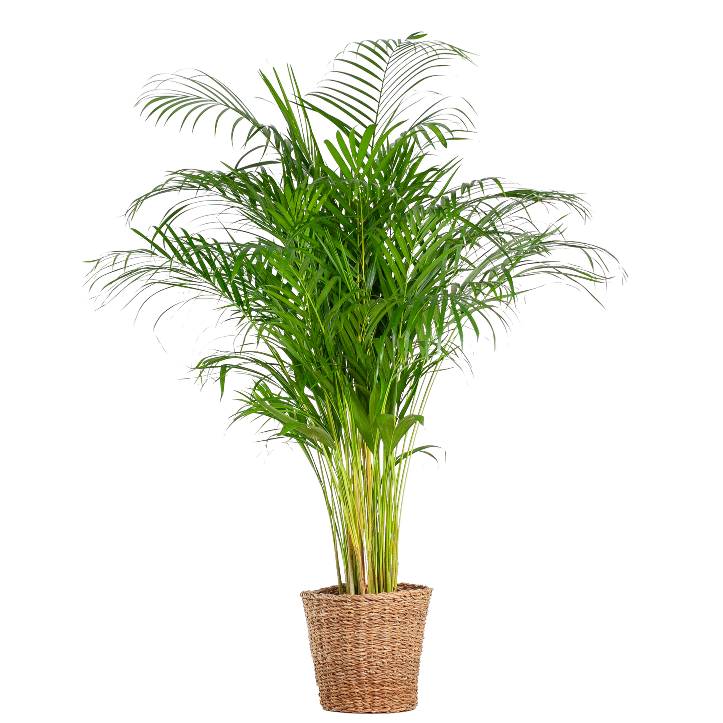 Areca-Palme (Dypsis) XL mit Korb Torun - Pflanzfix24.de - Pflanzfix24.de
