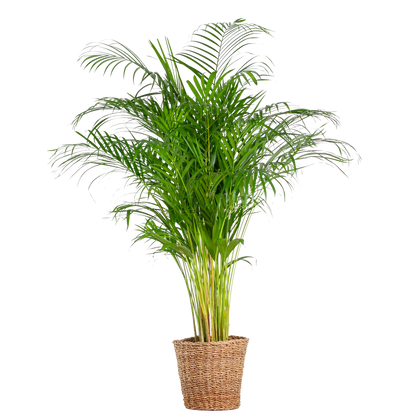 Areca-Palme (Dypsis) XL mit Korb Torun - Pflanzfix24.de - Pflanzfix24.de
