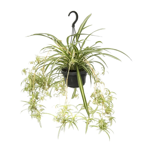Chlorophytum Comosum Variegatum - Ø14cm - ↕55cm - Pflanzfix24.de - Pflanzfix24.de