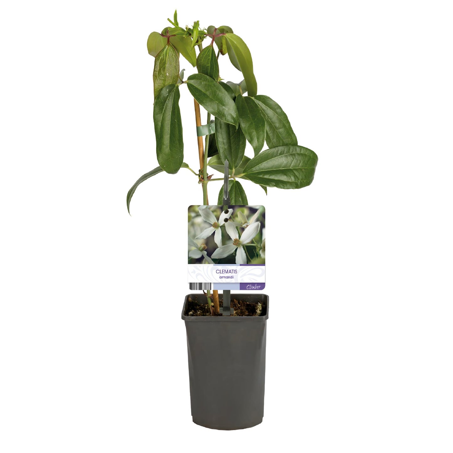 Clematis armandii - Kletterpflanze - Immergrün - 1 Pflanze - Pflanzfix24