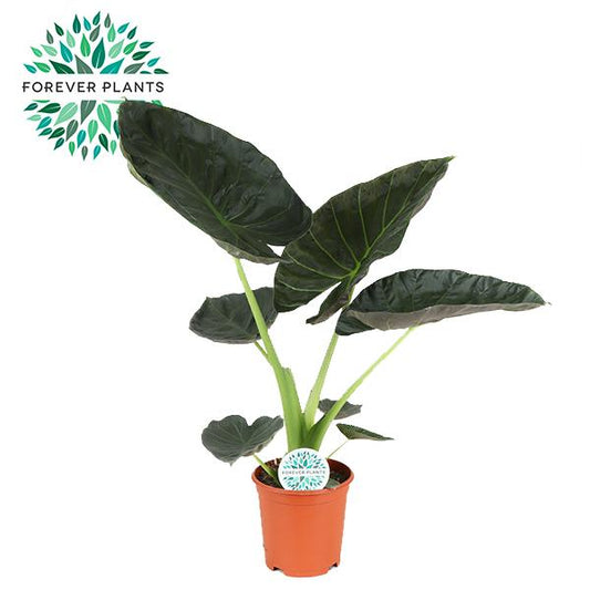 Alocasia Regal Shield - Pflanzfix24.de - Pflanzfix24.de